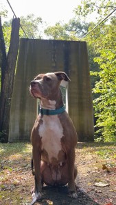 Red dog with a blue collar sits in front of a stone bridge archway on a trail 