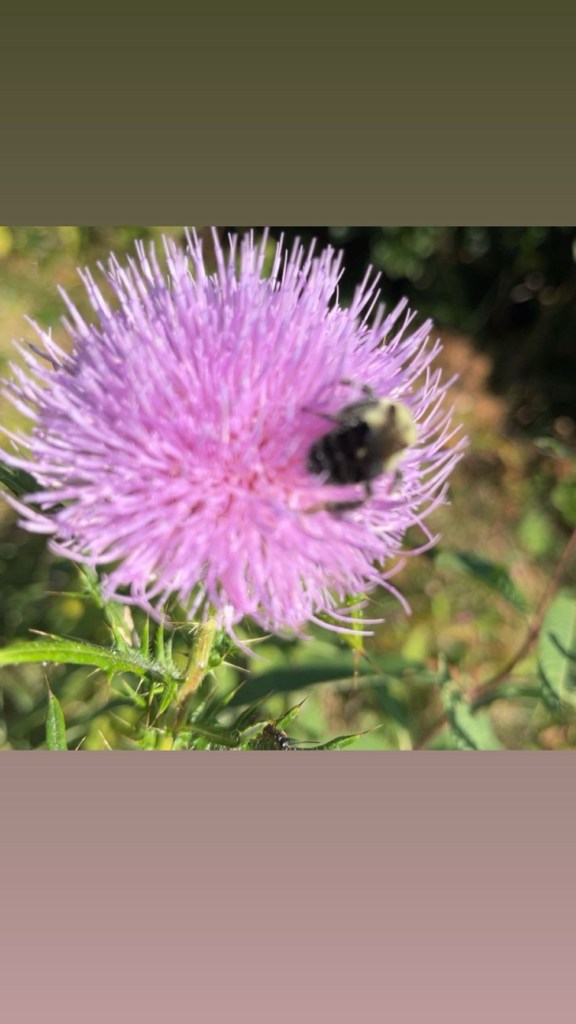 The U.S, Citizen Struggle.  Poverty, Addiction, and Pain: The American&nbsp;Dream