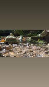 Brown and earth toned river rocks in the creek bed.