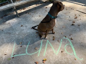 Luna and her name written in chalk