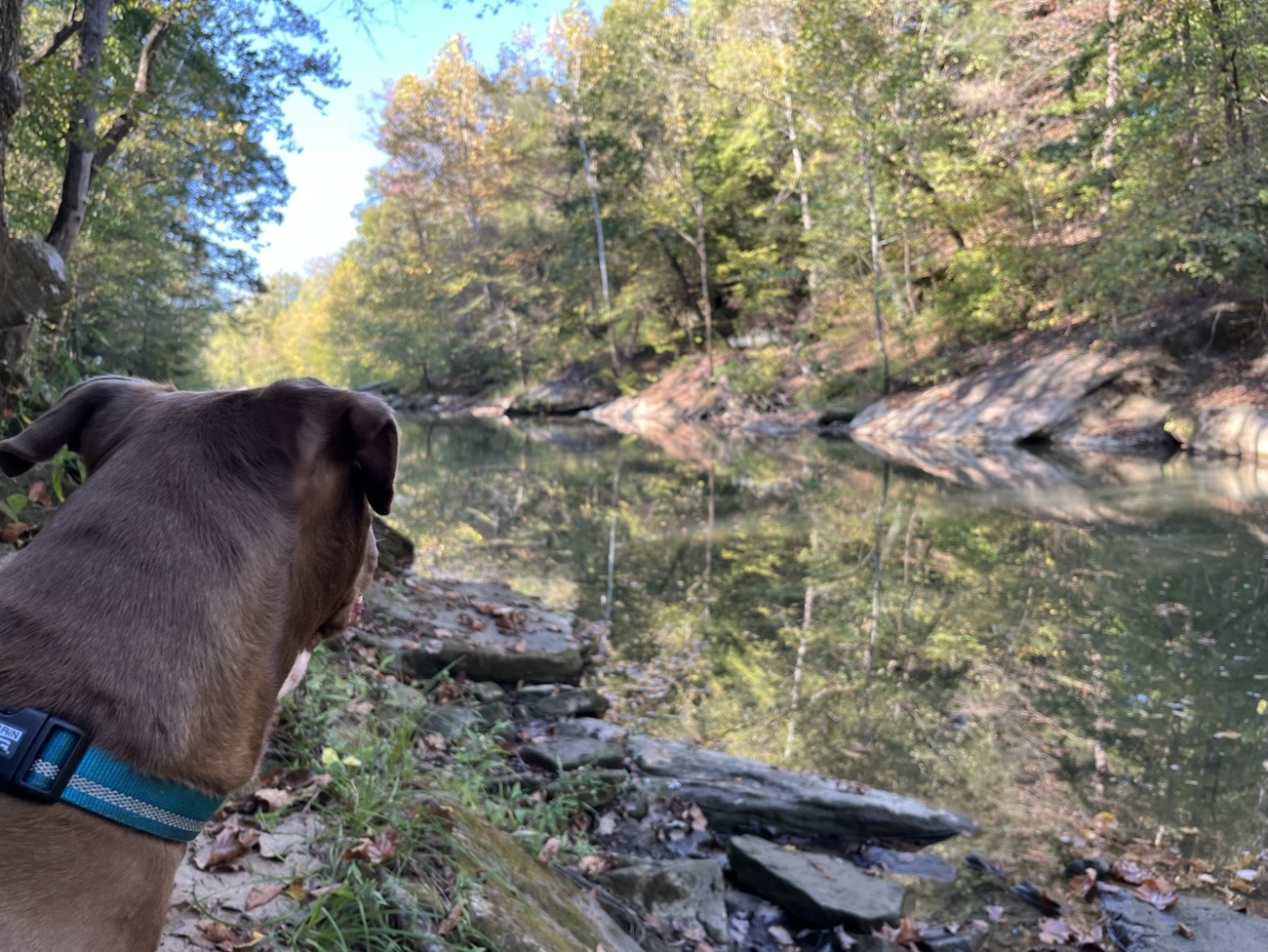Luna at Honey Run Park, Ohio, Viewing Kokosing River