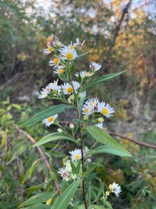 Fleabane Axton N.O. Mitchell photographed at Glenford Ft preserve near Somerset, Ohio