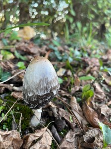 Fungi spotted off the side of the trail in Granville, Ohio