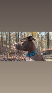 Red Pitbull Sitting on trail with Blue collar black leash & autmn leaves all around 