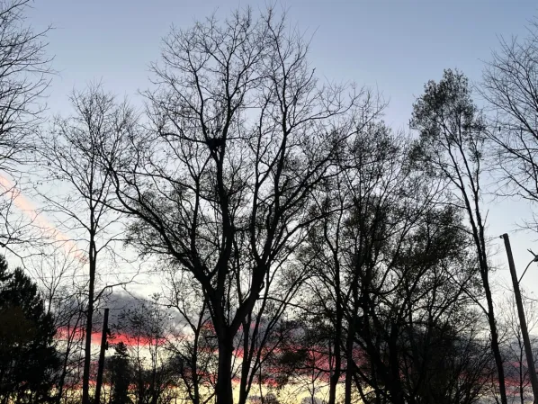 Trees in winter with the pink and blue sunset behind