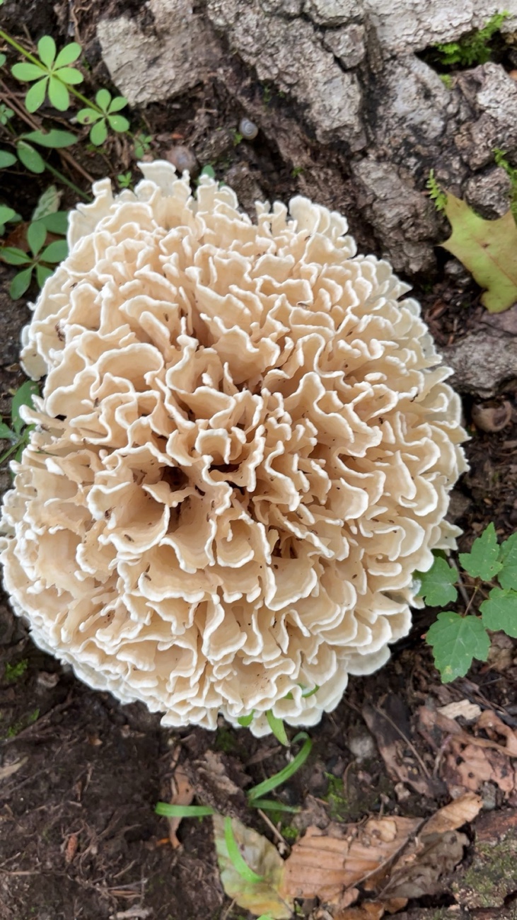 Blue Rock State Park Fossil Hike – Two Heart-Shaped Fossils & a Closed Fire&nbsp;Tower