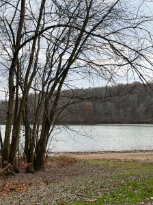 Autumn bars trees, grass covered in fallen leaves, and a lake view 