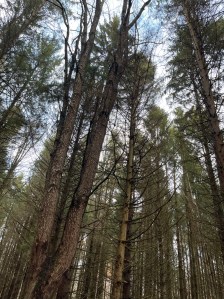 Evergreen trees and Bare fall trees line the entrance and exit to Morgan’s Knob Loop trail