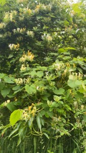Honeysuckle on Mamborg loop trail