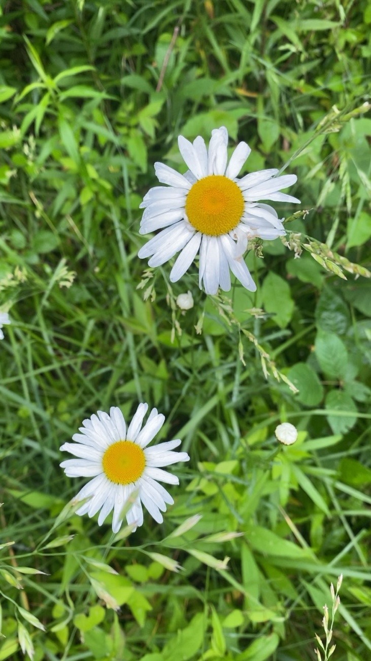 Daisies at mamborg park