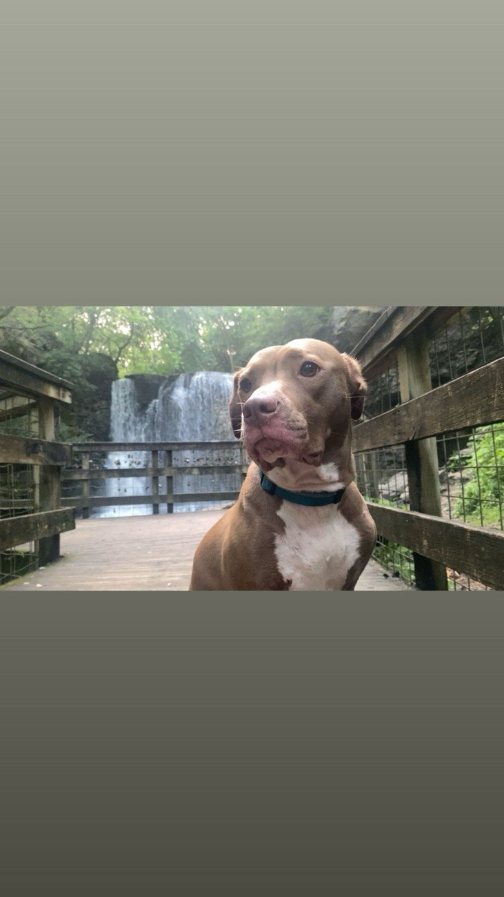 Luna The Red-Nosed American Pitbull sitting Pretty at Hayden Falls in Dublin,Ohio