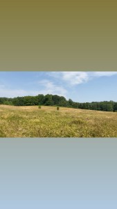 Greenish yellow field of grass, green full summer trees, blue skies, and fluffy clouds at Glenford preserve in summer 2025