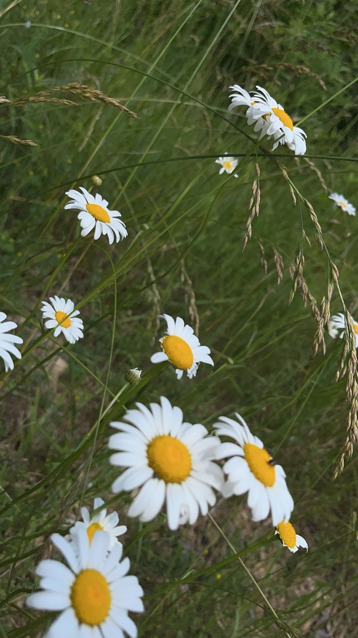 A field of green grass & yellow and white daisies