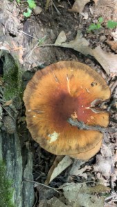 a very large orange mushroom top view growing in green moss and brown leaves 