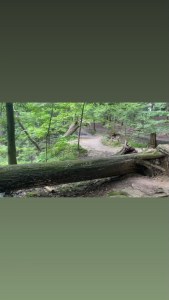 Timber a down tree next tot the path