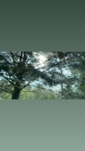 Tree and sky view when I made it back to the car. Drinched