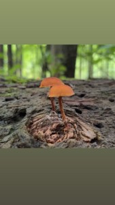Two orange mushrooms grow out of a downed log