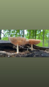 Two cap mushroooms cream colored growing out od a downed log