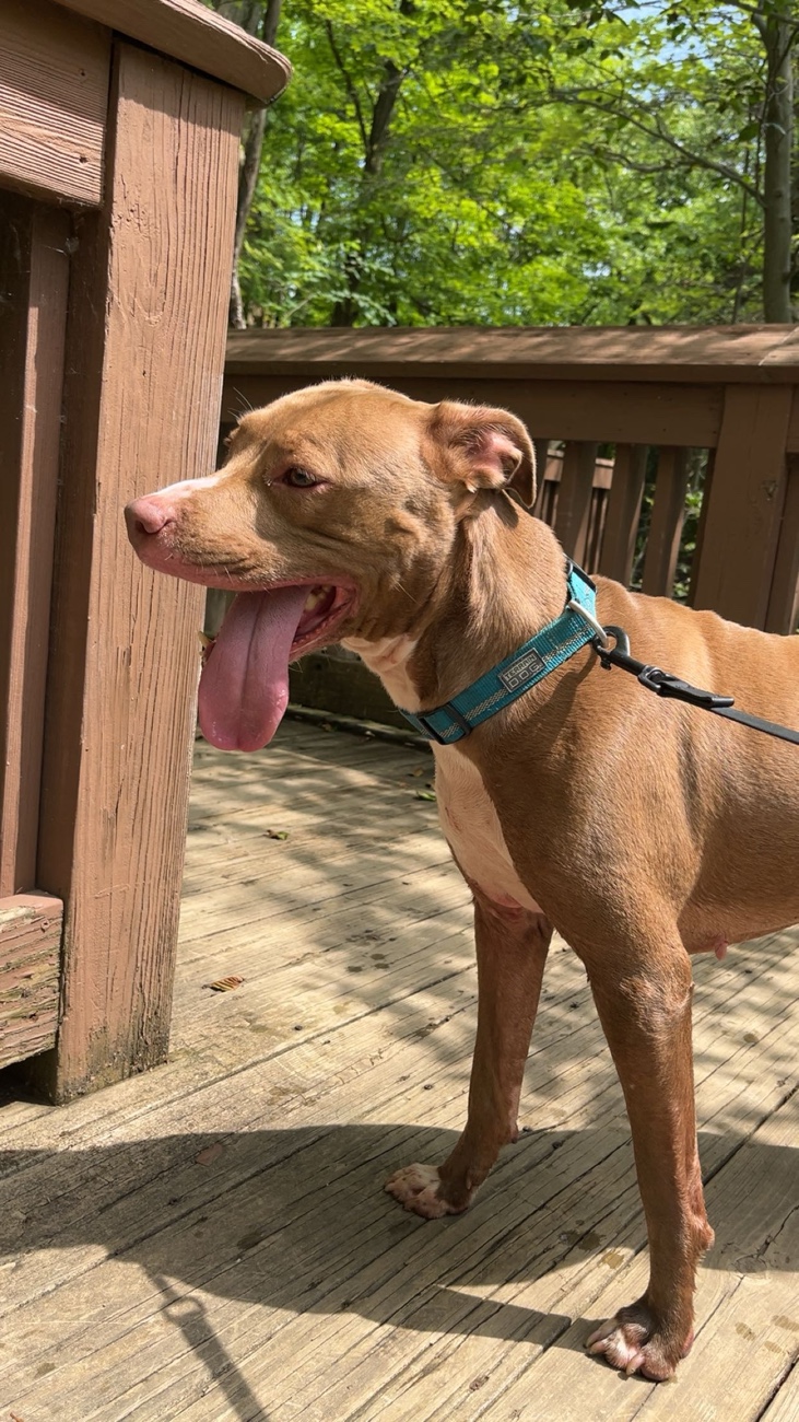 Red Nosed American Pitbull standing on a wooden board walk, with her tounge hanging out