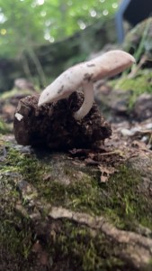 a white cap mushroom and moss close up