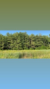 Pine trees and grass line the Ledges state park parking lot 