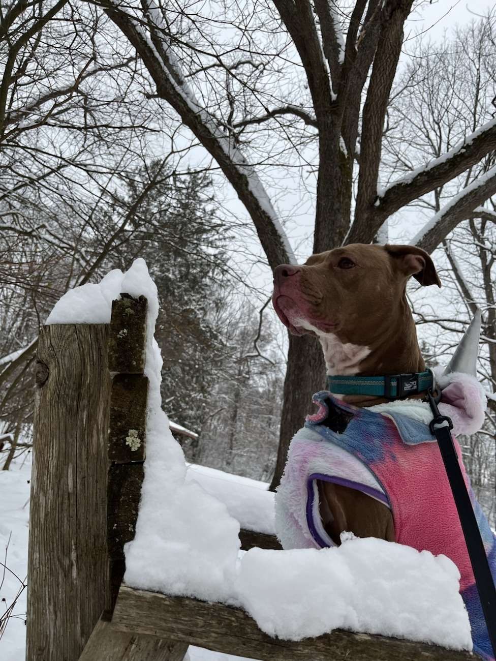 Brown & White APBT in pinka & blue snow shirt on wooden armchair at a Nature Preserve in the snow