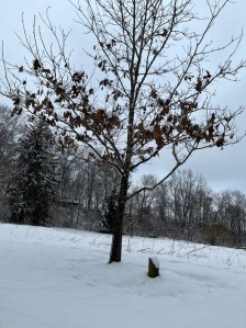 Fresh snow fall and a bare tree 