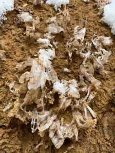 Frost flowers peaking out of soil and snowfall! 
