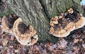 Winter mushrooms growing in a tree 