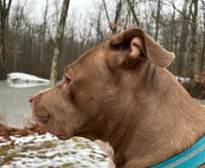 Brown dog with blue collar 