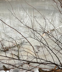 A frozen pond and bare sticks and tree branches