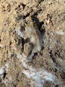 Frost Flowers and Dirt