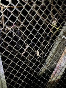 Hair ties on the fence on the bridge