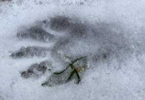 raccoon print in snow