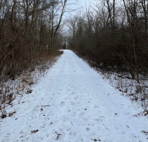 snow covered trail surrounded by bare trees
