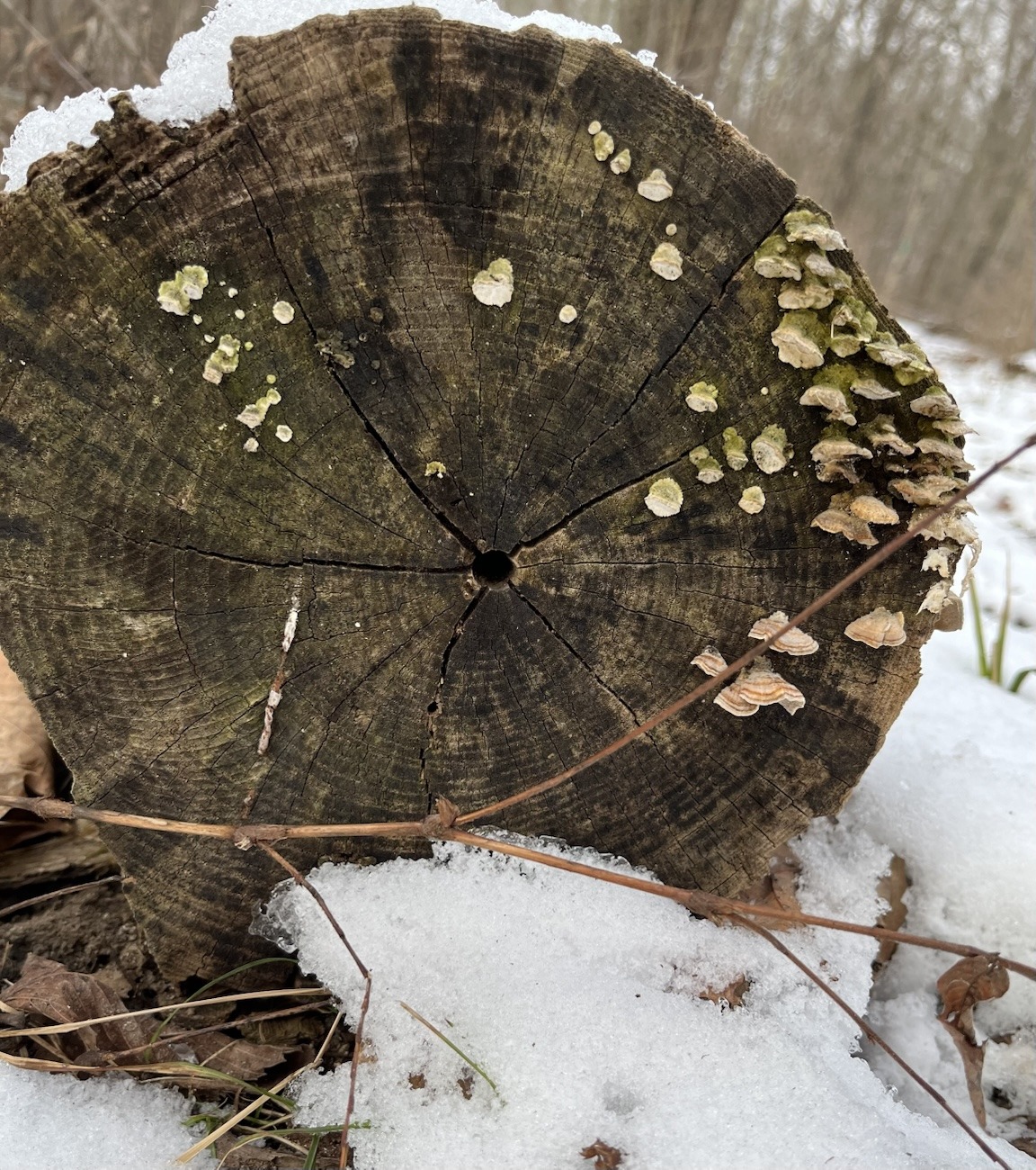 downed tree and winter mushrooms