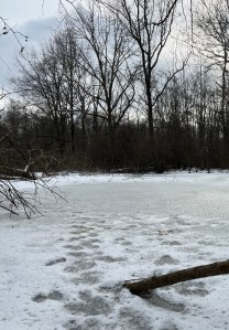 Frozen pond surrounded by bare trees