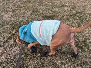 Luna a red nosed pitbull walking in her winter jacket and snow boots 