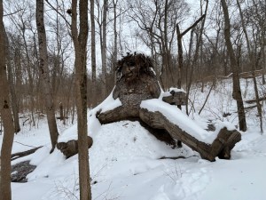 Snow covered Bo the troll by Thomas Dambo