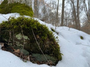 Moss covers a rock surrounded by snow