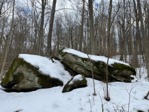 Moss covers Rocks that are covered with and surrounded by snow. Bare trees and evergreens surround it all.
