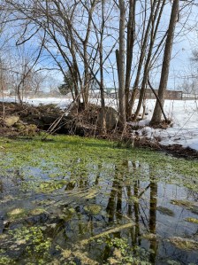 A thawing pond and swamp 