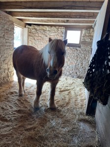 Tan horse inside the horse pen