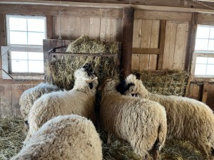 Sheep munching on hay 