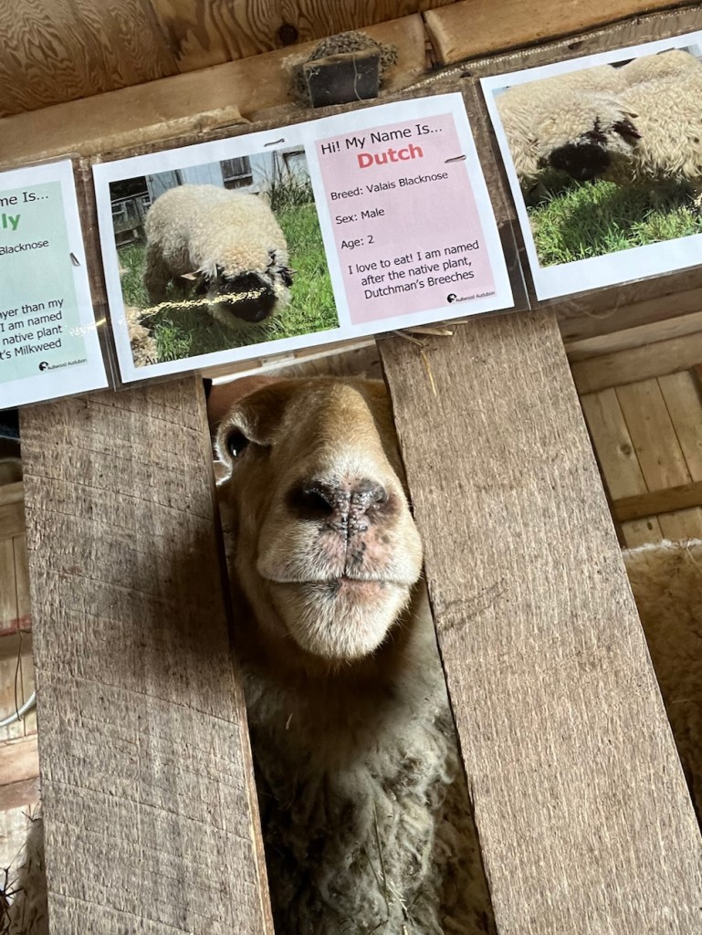 Aullwood Audubon Thomas Dambo’s Trolls in Ohio- Trip&nbsp;Two