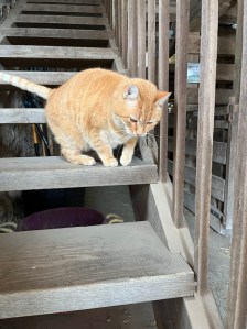 The orange cat named Spelt sits on the wooden stairs inside the barn