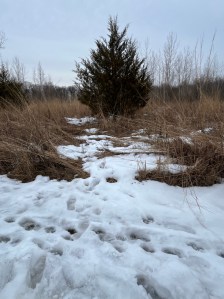 Small every green tree or bush surrounded by high tan dead grasses still partially covered in snow. 