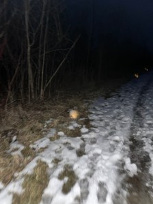 After dark, flash visible, milk jug with flameless light, snow with shoe prints, dead grass, stick season trees 
