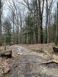 The top of the first set of stairs near the trail head lined in dead leaves, winter forest foliage, evergreens, and bare trees. 