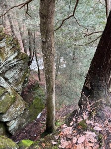 Looking down into the ravine from near the second set of steps, bare winter trees and dead leaves 